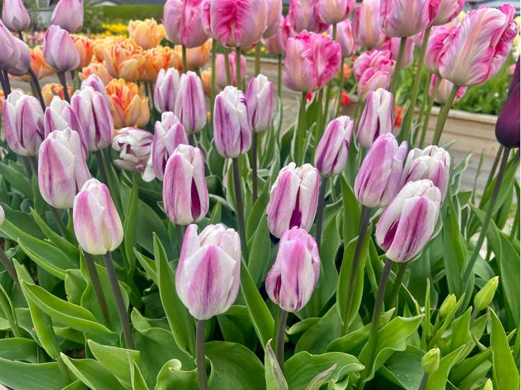 Tulpan 'Flaming Flag'